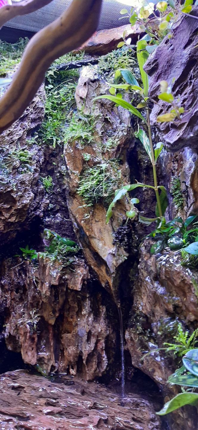 Paludarium 27/04/2020 1 mois après plantation, le petit bout de jungle prend forme... les pogostemons et mousses poussent encore mieux en mode palustre que immerger ...!?!