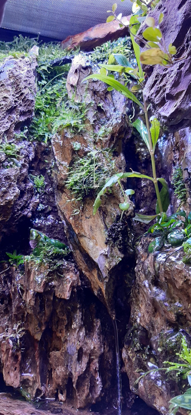 Paludarium 27/04/2020 1 mois après plantation, le petit bout de jungle prend forme... les pogostemons et mousses poussent encore mieux en mode palustre que immerger ...!?!