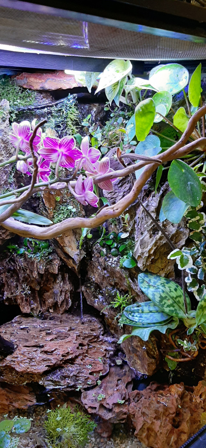 Paludarium 27/04/2020 1 mois après plantation, le petit bout de jungle prend forme... les pogostemons et mousses poussent encore mieux en mode palustre que immerger ...!?!