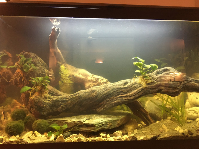 60 litre D’inspiration amazonienne. C’est mon premier aquarium. J’ai essayé de respecter au mieux les conseils que j’ai pu avoir sur ce forum.
Merci à vous pour votre aide