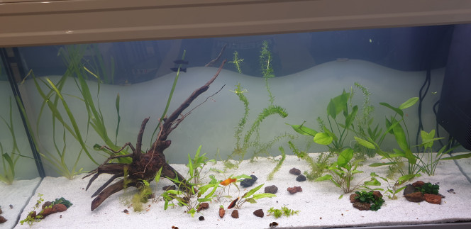 Nouvelle aquarium Suite à un changement d aquarium ,passé d un 80 l  à un 234 l, je vous posté mon nouvelle aquarium mise en eau hier soir avec l eau de l ancien aquarium plus rajout d eau du robinet mélangé avec du conditionneur  .
 
En poisson il y a 1 molly  et 2 platy suivi d alevins et aussi des alevins d endler  .
Escargot présent ainsi que crevettes, maintenant j attend que le cycle se fasse .