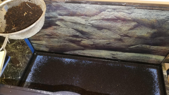 Substrat (test) En voyant le prix de certains substrats, je me suis dit que, dans la nature, les plantes ne vont pas au magasin pour se payer à manger pour bonbons les 100gr.
J'ai donc essayé un machin... un mélange de terreau et de compost en proportion 2/3 - 1/3, d'abord bien tamisé avec un tamis de jardin et ensuite "saupoudré" à l'aide d'un tamis de cuisine. Il y en a peut-être qui vont hurler mais trop tard, c'est fait ;-)