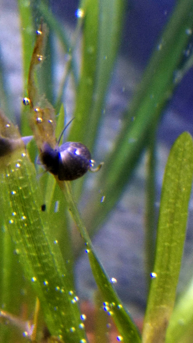 Physe Premiers habitants importés avec de l'eau de marre.
