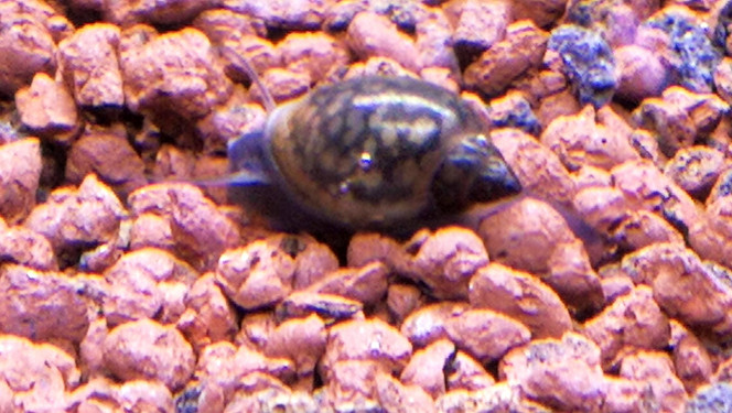 Physe (escargot de course) 