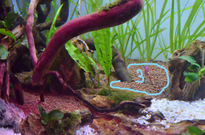 Espace n°3 Espace dédié a à l'ajout de alternanthera reineckii mini pour apporter un peu plus de couleurs et d'effet touffu