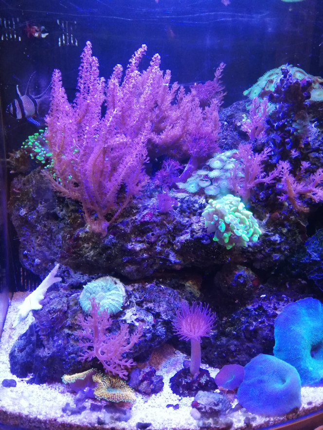 NANO au 05/05/2020 