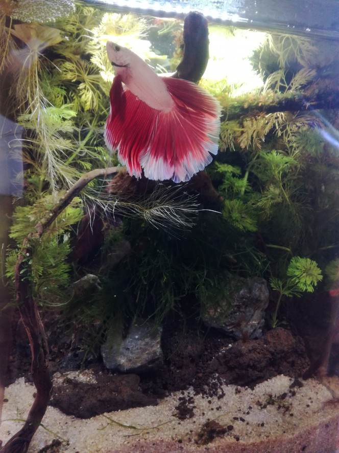  Leonidas a maintenant une végétation bien garnie et une nouvelle grotte sertie d'un bon couvert de mousse de Java. Elle pendouille à l'entrée, si bien qu'il ne l'a même pas encore calculée.
Bon, j'enlèverai le sol technique tombé sur le sable, mais pour l'instant je ne veux pas plus l'embêter. Il stresse facilement.