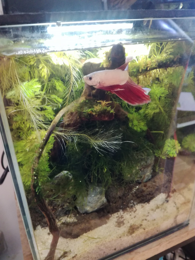  Leonidas a maintenant une végétation bien garnie et une nouvelle grotte sertie d'un bon couvert de mousse de Java. Elle pendouille à l'entrée, si bien qu'il ne l'a même pas encore calculée.
Bon, j'enlèverai le sol technique tombé sur le sable, mais pour l'instant je ne veux pas plus l'embêter. Il stresse facilement.