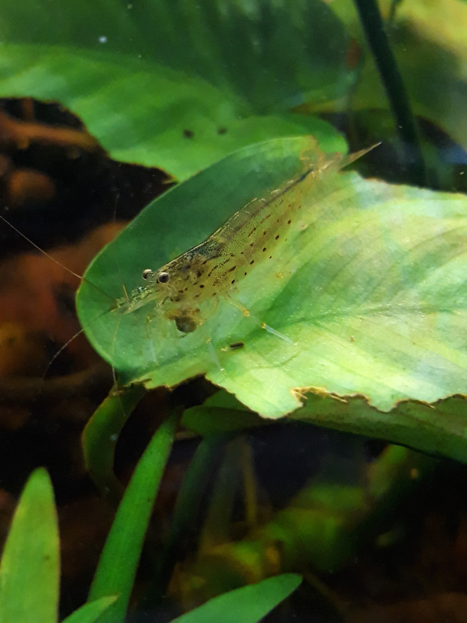 Expérience de cohabitation réussie Après un mois et demie d'experimentation de la cohabitation entre mes terreurs de combattant et des caridina multidentata : expérience réussie ! Cohabitation tranquille: 
1) sélection de crevettes de grosse taille, la plus petite faisait 3 cm
2) mise en place grace aux plantes et aux décors de deux zones de courant: une vive et une plus stagnante
3) introduction habituelle mais cette fois après nourrissage des betta
Les crevettes sont restées terrée derrière le chauffage une semaine. Puis après une crevette téméraire ou naïve(la plus petite) est sortie. Bettas curieux mais aucun n'a mordu. Deuxième semaine, les crevettes sortaient la nuit. A partir de la troisième semaine elles naviguaient en plaine eau. Aujourd'hui elles volent la nourriture des bettas et n'hésitent pas à rebondir dessus voire à les chevaucher de temps à autre (heureusement que c'est rare ça fait peur). Le fait qu'ils ne nourrissent au même moment et se frôlent sans réaction me poussent à penser l'expérience réussie. Un mois et demie après leur arrivée, j'ai deux crevettes grainées.