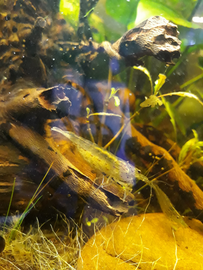 Agréable découverte Crevette caridina multidentata grainée! (Photo un peu floue)