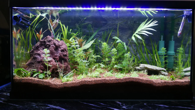 Ajout de quelques plantes... Évidemment, comme ça vient d'un Tom&Co, j'ai pas trop demandé les noms et j'ai choisi "au pif". J'ai positionné suivant les tailles de départ et je croise les doigts.