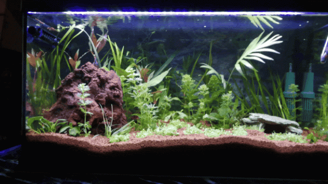 Évolution des plantes depuis le 06/05 