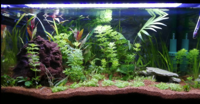 Évolution des plantes depuis le 06/05 