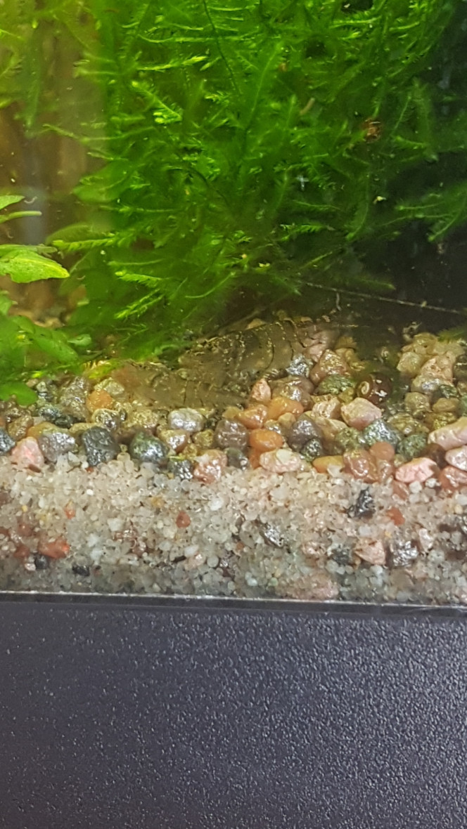 C'est bon la citrouille ! Aujourd'hui c'est micro-granules pour les tanichthys albonubes, pastilles pour poissons de fonds (novotabs) pour les corys et citrouille d'Hokkaido pour les gastromyzons et crevettes ! :)

Tout le monde est content. ^_^