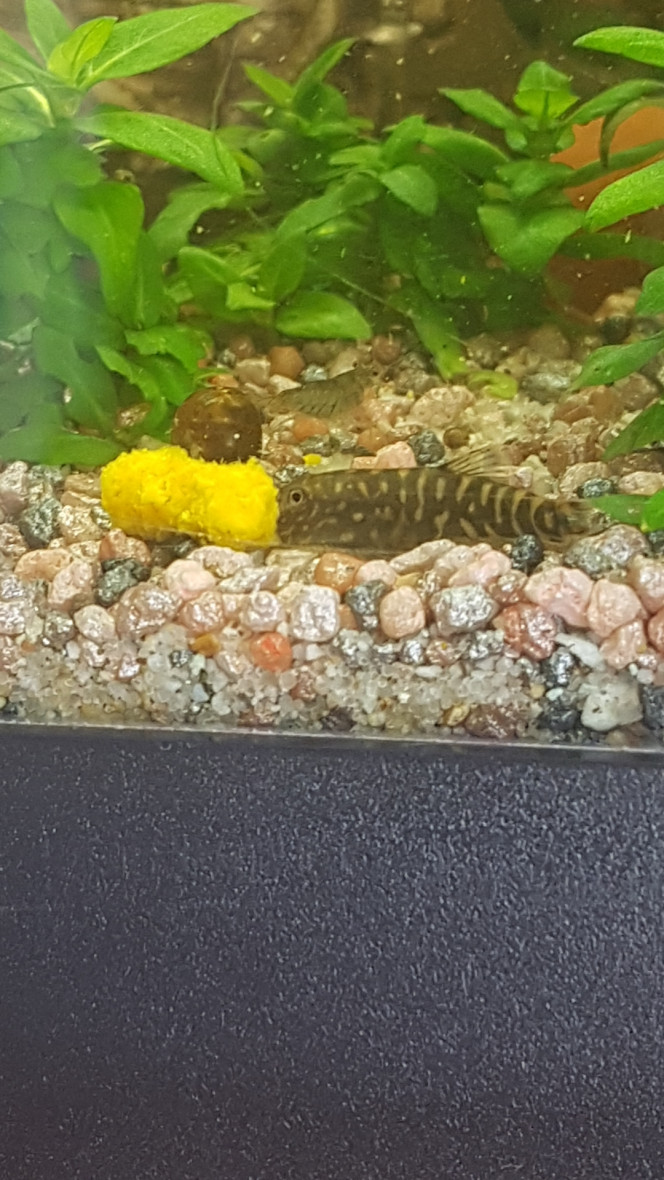 C'est bon la citrouille ! Aujourd'hui c'est micro-granules pour les tanichthys albonubes, pastilles pour poissons de fonds (novotabs) pour les corys et citrouille d'Hokkaido pour les gastromyzons et crevettes ! :)

Tout le monde est content. ^_^