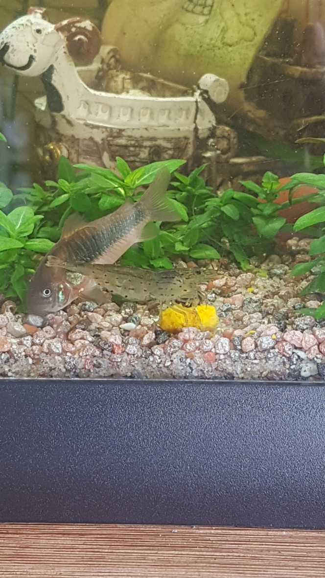 C'est bon la citrouille ! Aujourd'hui c'est micro-granules pour les tanichthys albonubes, pastilles pour poissons de fonds (novotabs) pour les corys et citrouille d'Hokkaido pour les gastromyzons et crevettes ! :)

Tout le monde est content. ^_^