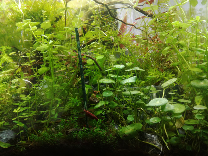  J'aime vraiment cette hydrocotyle verticallata.

L'arrière plan est en train de pousser. Le gros de la sessiliflora est allé coloniser d'autres bac.

Sinon ce matin j'ai mangé deux pommes.