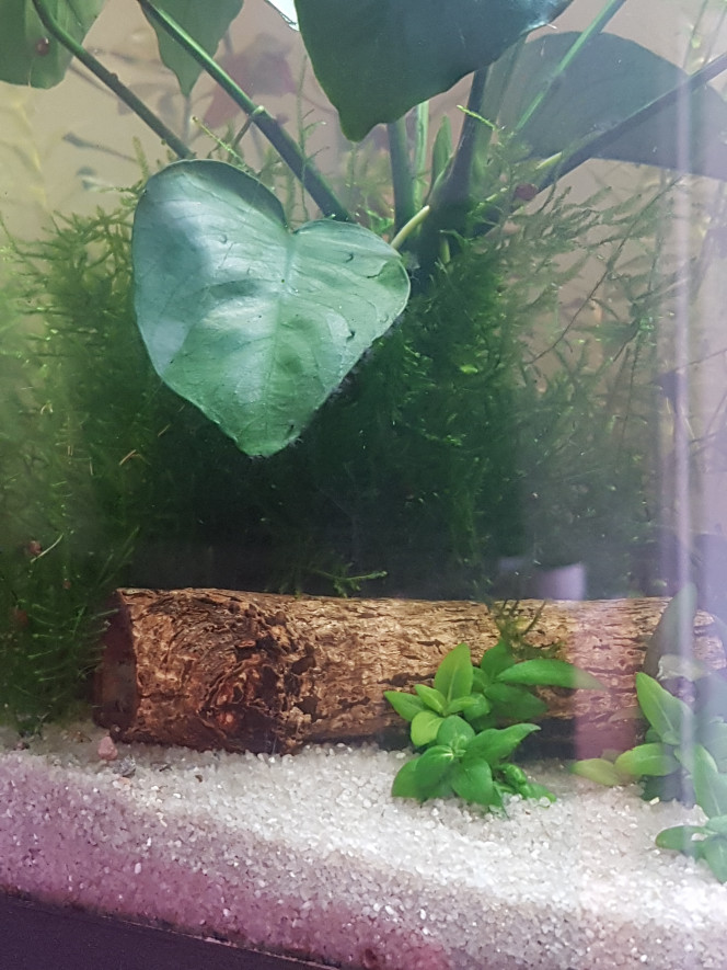 Corys, tanis, myzons et crevettes Ca aime le sable et les pastilles pour corys ♡