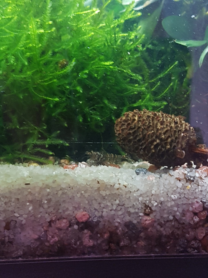 Corys, tanis, myzons et crevettes Ca aime le sable et les pastilles pour corys ♡