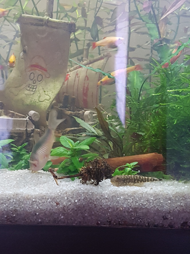 Corys, tanis, myzons et crevettes Ca aime le sable et les pastilles pour corys ♡