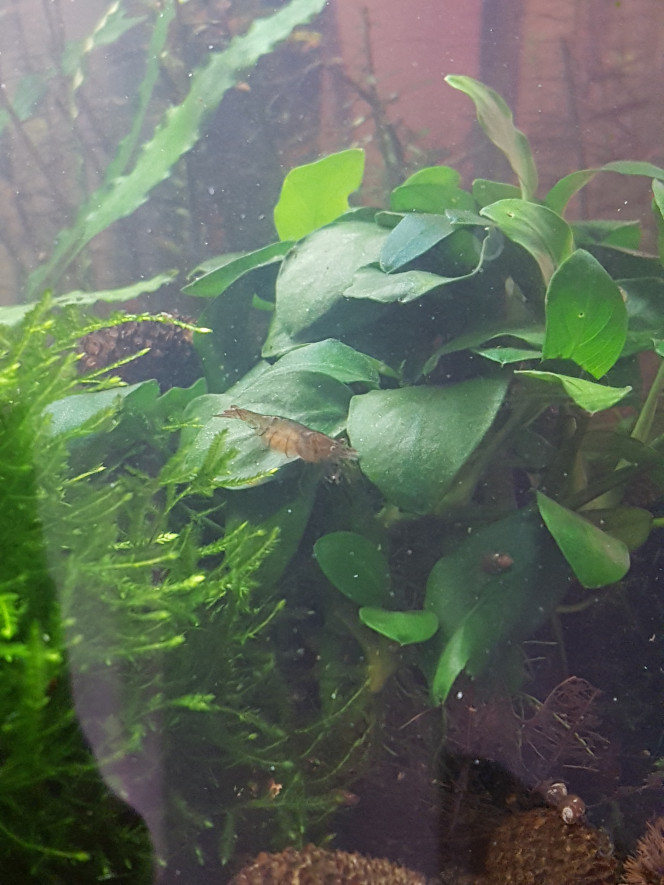 Corys, tanis, myzons et crevettes Ca aime le sable et les pastilles pour corys ♡