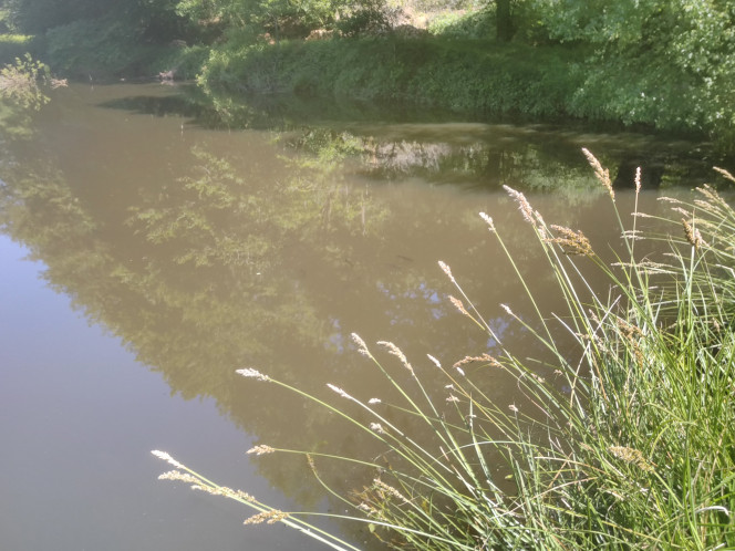  Jeunes black Bass qui font bronzette.?