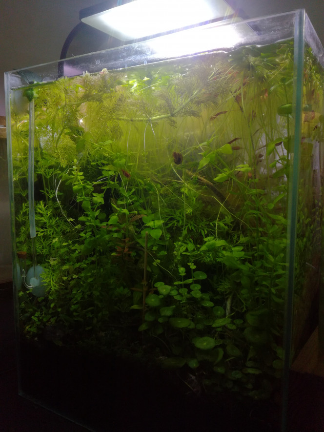  Il y a une statue de Bouddha en plein milieu de cet aquarium non ?
Hmmm ciseaux time.
