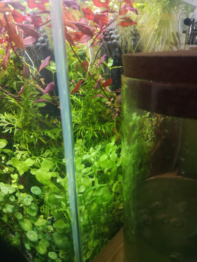  Petit à petit je défavorise certaines plantes au bénéfice d'autres plus exigeantes.