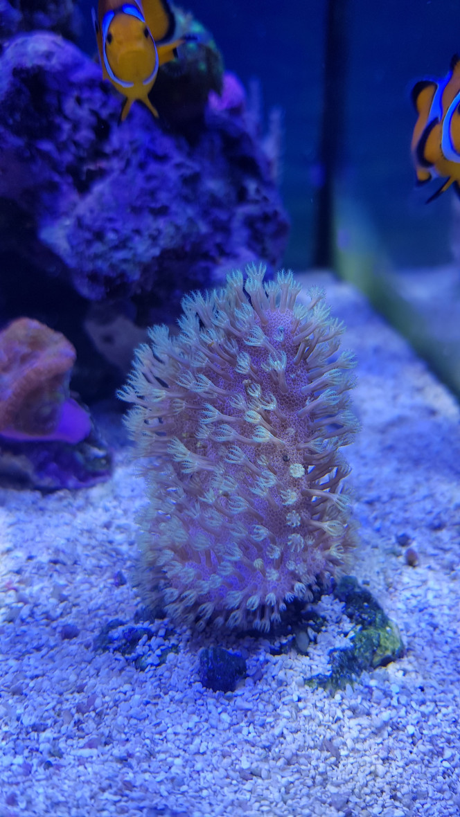 Lobophytum 