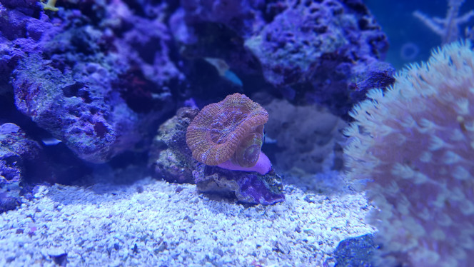 Acanthastrea Crayon 