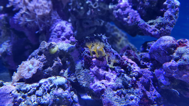Parazoanthus gracillis 