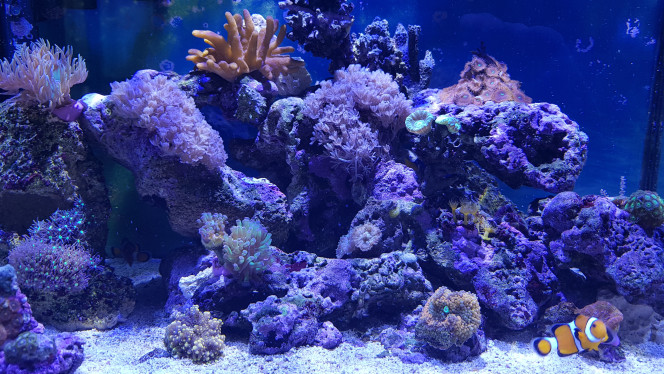 Réagencement de certains coraux ! 