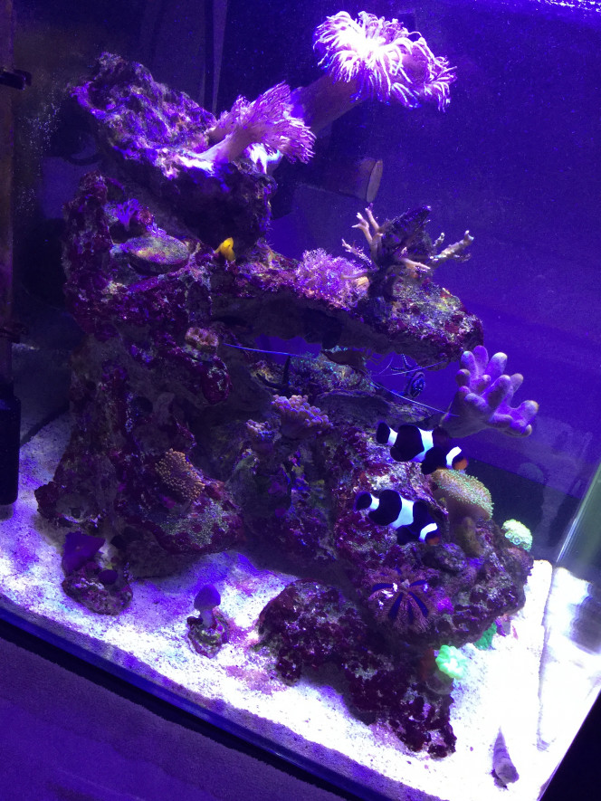 Amphiprion Ocellaris Darwini 