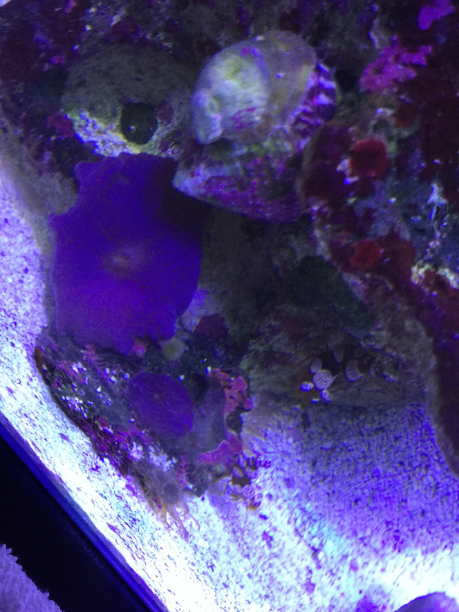 Discosoma et Thor Amboinensis 