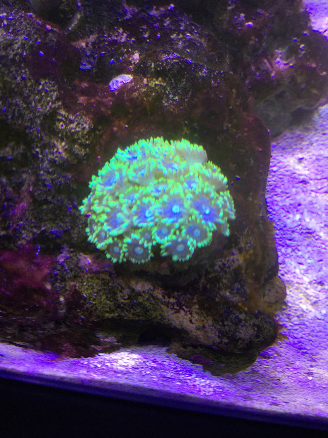 Goniopora 