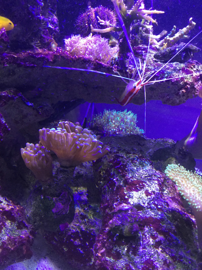 Euphyllia et Lysmata Amboinensis 