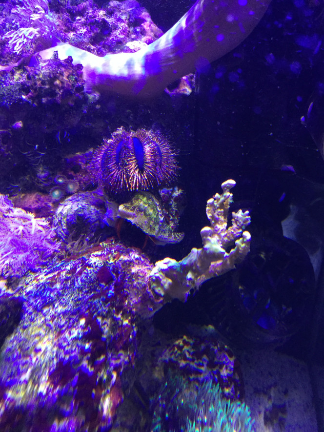 Mespilia Globulus et Calcinus Tibicen 