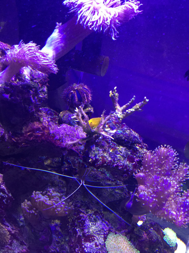 Gobiodon okinawae 
