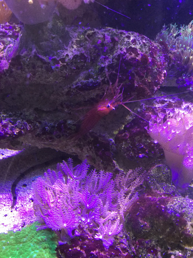 Lysmata Wurdemanni 