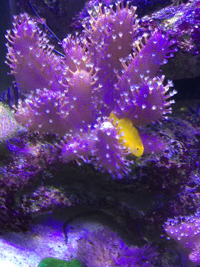 Gobiodon Okinawae 