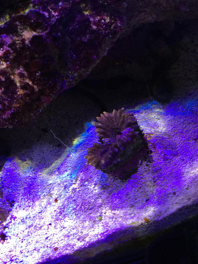 Lobophyllia 