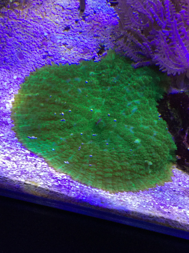 Rhodactis vert fluo 