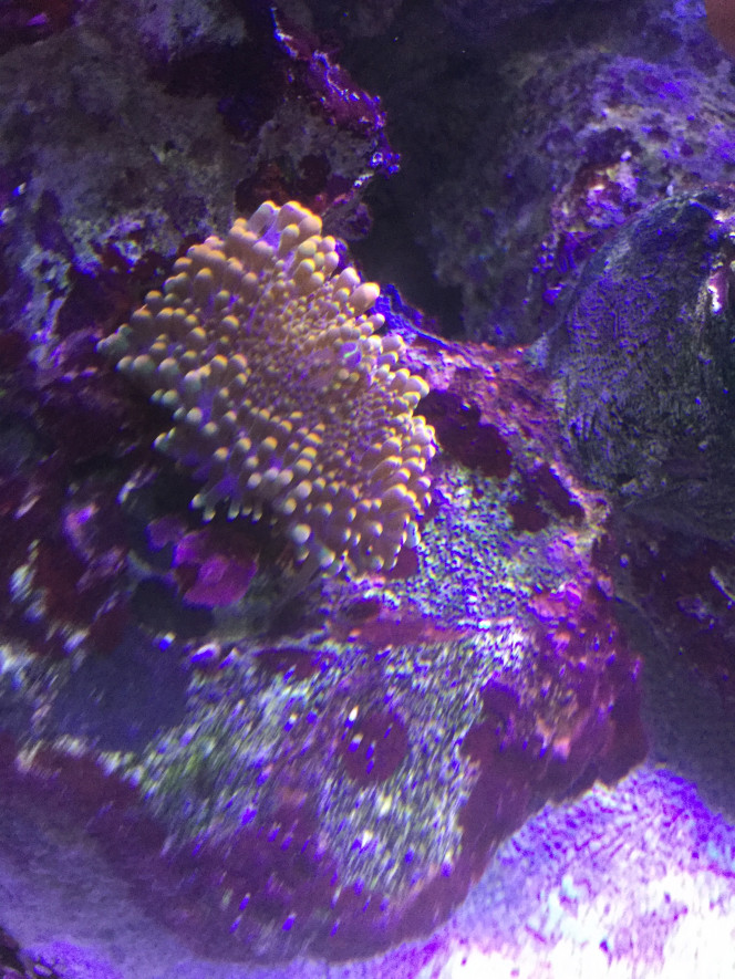 Ricordea Floridae 
