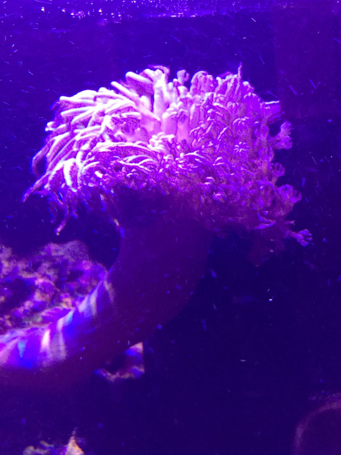 Xenia 