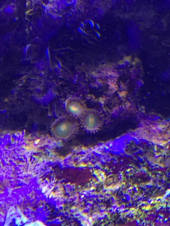 Zoantus 
