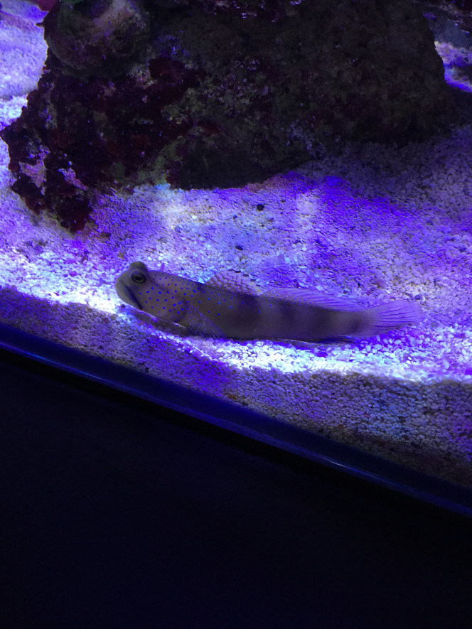 Cryptocentrus cinctus 