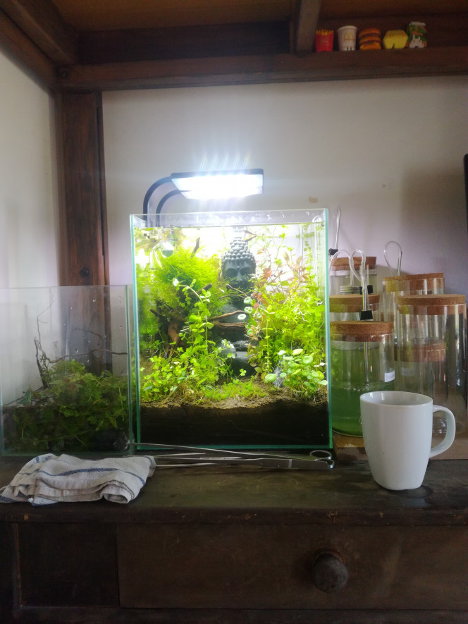  Coups de machette dans la jungle.
On fait de la lumière pour l'hemiantus cuba.
Bon ne vous inquiétez pas je vais replanter la plupart de ce que j'ai coupé !

J'ai enlevé pas mal de hardscape pour avoir plus de surface plantable.

D'ailleurs au sujet de la gazonnante et de sa réputation de plante sauteuse.

Pourquoi ne fait-on pas comme pour la mousse ?
Pourquoi ne pas la fixer à une grille ?