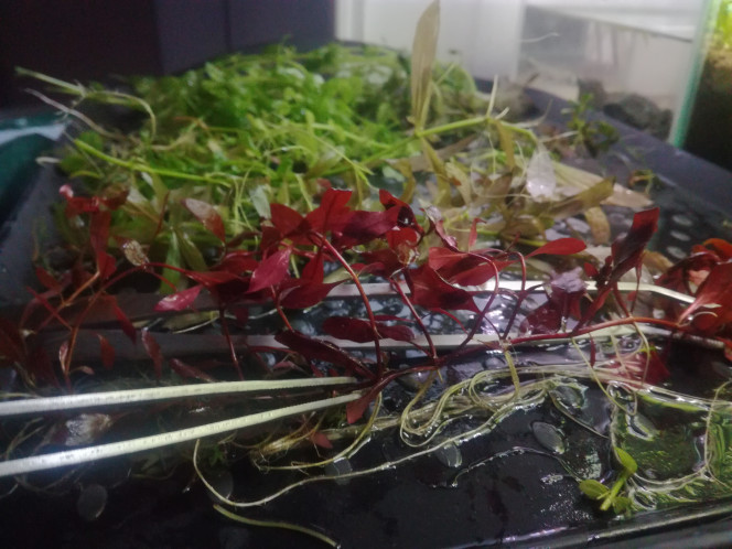  Pourquoi ça peut être cool de laisser ses plantes se coucher à la surface: