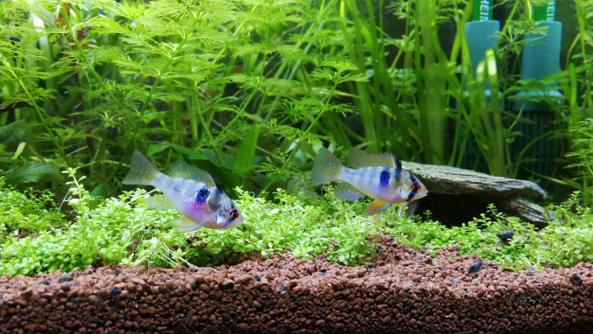 Mr & Mrs Apistogramma-Mikrogeophagus Ramirezi 