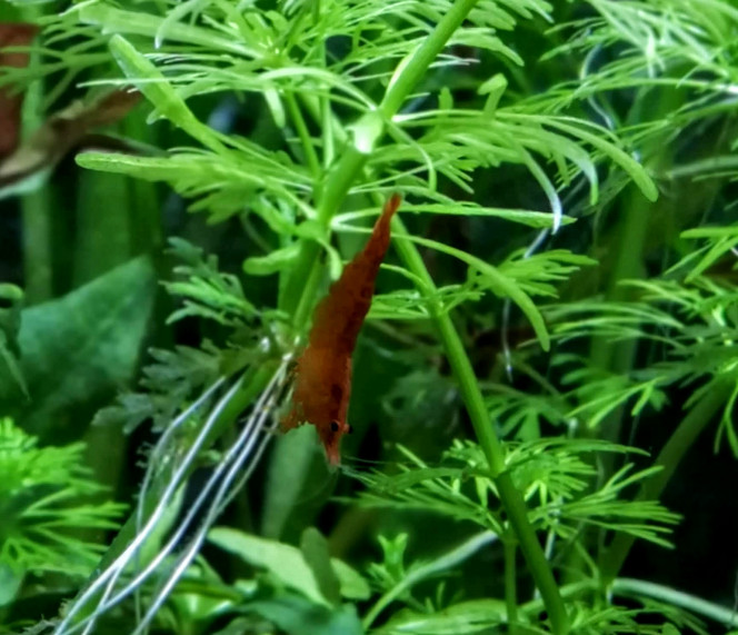 Caridina Propinqua Deep Orange 